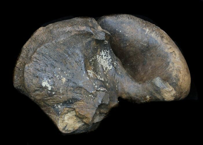 Fossil Manatee (Trichechus) Ear Bone - Florida #33319